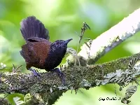 Pheugopedius atrogularis